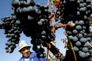 "Россельхознадзор" готовит запрет на ввоз овощей и фруктов из Болгарии