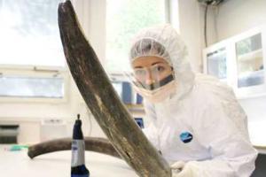 Ученые пытаются разгадать генетические причины вымирания мамонтов