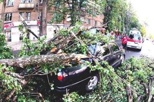 В Киеве предлагают провести внеплановую проверку на аварийность деревьев