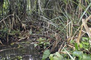 Обнаружено растение, которое подсказывает, где можно найти алмазы