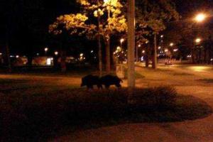 В Риге муниципальная полиция и ветеринары ловили кабанов, гуляющих по городу