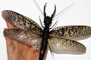 Гигантские коридалы обнаружены в китайской провинции Сычуань