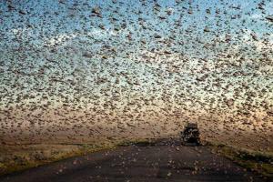 Российские поля атакуют полчища саранчи