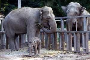 Одесский зоопарк готов помочь коллегам в Тбилиси в восстановлении коллекции животных