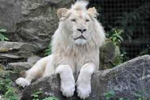 Жители Грузии начали сбор подписей под требованием расследовать факты применения оружия против животных