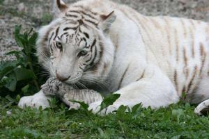 Тигрюля в Ялтинском зоопарке отказалась вскармливать своих малышей