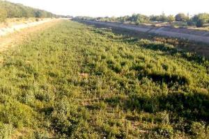 Где раньше бежала живительная вода для крымчан, колосится бурьян и топчется скот