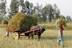 В Индии адепты секты, пытаясь ускорить приход муссона, обезглавили мужчину 