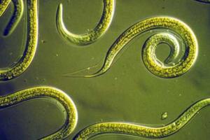 Ученые: диагностировать рак с точностью 96% можно с помощью мочи и червей