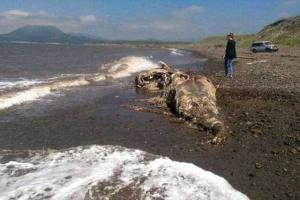 Останки неизвестного науке животного обнаружены на побережье Шахтерска 