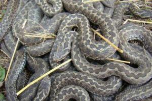 В Украине сложилась катастрофическая ситуация с вакциной от укусов змей