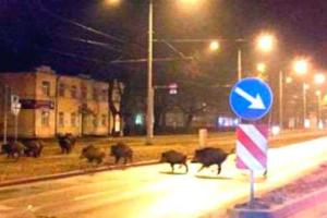 Жители Риги все чаще стали встречать на улицах города необычных "прохожих"