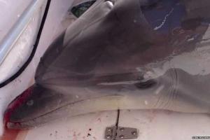 В Калифорнии дельфин "решил покататься" в лодке, испугав и покалечив отдыхающих