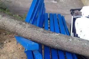 Фатальная прогулка по Харькову: на маму с младенцем упало дерево, оба - в реанимации