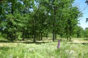 Пикники в приазовских лесах придется отложить до "особого распоряжения"