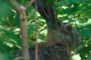 Вместе с мариупольцами в городских парках "отдыхают" дикие зайцы