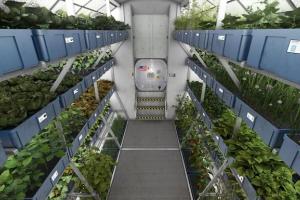 Астронавты впервые вырастили на МКС свежую зелень