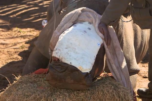 Ветеринары провели сложную операцию: раненой самке носорога пересадили кожу слона