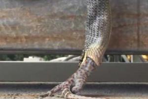 Случайный свидетель снял на камеру как змея проглотила огромного геккона 