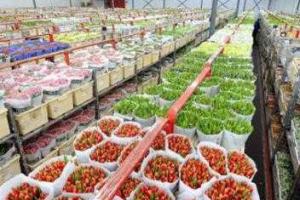 Голландским цветам придется "очень постараться", чтобы попасть в Россию