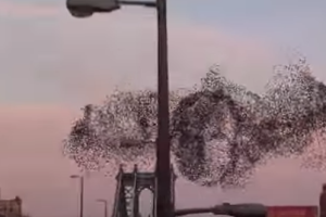 Пользователи Сети активно обсуждают, чье лицо "создали" птицы в небе над Нью-Йорком 