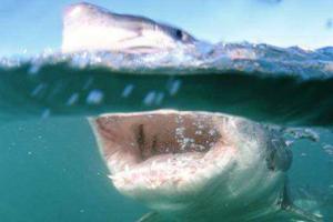 На побережье Австралии акула напала на серфера