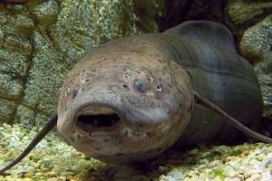 Ученые обнаружили рыбу, которая несколько лет может жить без еды и воды 