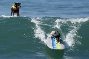 В США прошел ежегодный конкурс собак-серферов