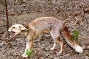 На Донбасс надвигается бешенство - Шахов