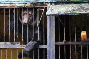 В российском Приморье трагедия: из-за наводнения в зоопарке утонули десятки животных