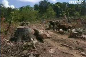На Закарпатье безжалостно вырубают уникальные леса