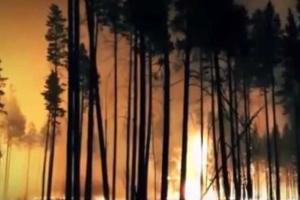 На спасение тайги от пожаров в России собираются добровольческие отряды: масштабы бедствия колоссальны