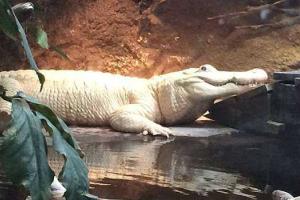 В зоопарке Нового Орлеана умер редкий белый аллигатор