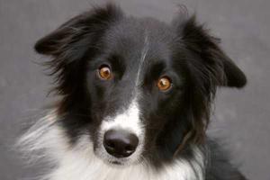 Покинув кресло градоначальника городка Рэббит Хэш, собака-мэр претендует на трон президента США