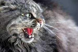 В Красноармейске на Донетчине ввели карантин в связи с участившимися случаями заболевания бешенством