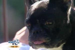 Пользователей Сети покорил маленький пес, храбро прогнавший двух медведей