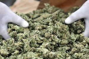 В Аргентине провели спецоперацию по изъятию крупной партии марихуаны