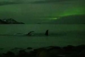 В Сеть попали уникальные кадры плавающих китов под Северным сиянием