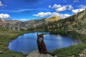 Новым героем соцсетей стал кот-путешественник