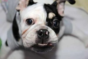 Бульдог, родившийся инвалидом, стал новой звездой интернета