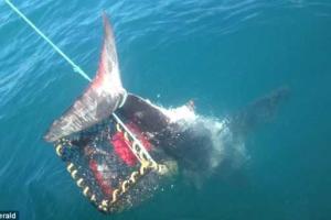 У берегов Новой Зеландии рыбаки поймали двухметровую акулу в ловушку для раков