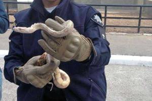 Столичные полицейские спасли жителей одной из многоэтажек от ползучего гада