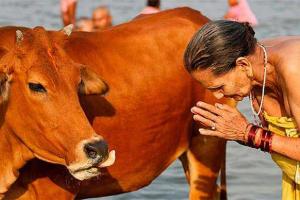 Индией прокатилась волна убийств мусульман за употребление в пищу мяса коров