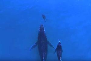 Впечатляющий видеоролик, снятый при помощи дрона: совместная прогулка китов и дельфинов