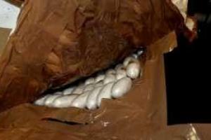 Обнародована причина смерти мужчины, искусавшего пассажира самолета, летевшего в Дублин