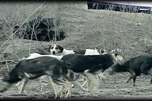 В Горловке боевики начали отстрел бродячих собак 