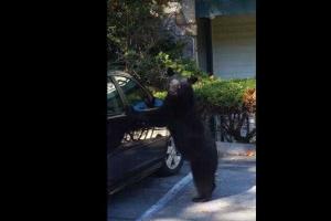 В США медведь на глазах изумленного хозяина авто залез в Chevrolet и посигналил