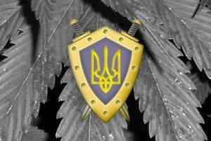 В Украине ликвидируется отдел по борьбе с незаконным оборотом наркотиков