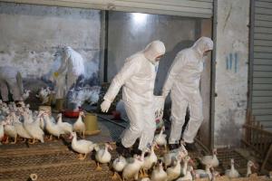 На западе Франции зафиксирована вспышка птичьего гриппа