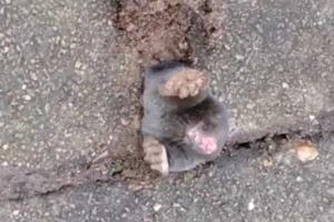 В сети появилось видео с кротом, попавшим в "бетонный плен"
